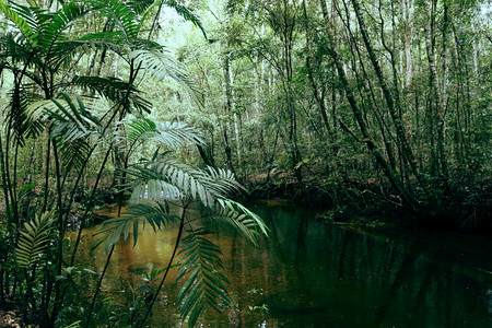 深森林河绿树和棕榈叶天然绿林雨中美丽的叶图片