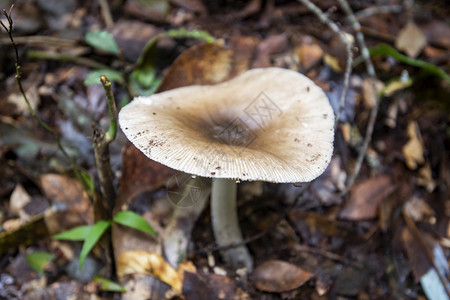 天然丛林户外秋季野生蘑菇白色图片