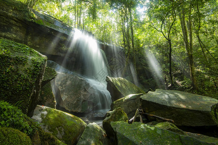 美丽的森林瀑布塔伊兰丛林绿树和植物的自然在雨林里有青树和植物图片