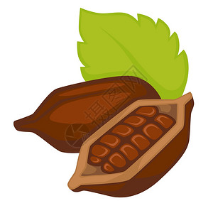 可豆巧克力烹饪成分病媒孤立的外来植物种子或谷与叶农生的贝壳种植外国产品天然食烹饪和营养在贝壳孤立的物体中生产可豆图片