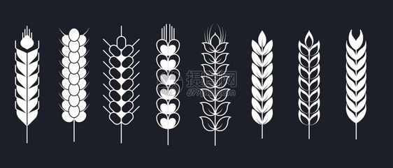 黑白小麦矢量元素插画图片
