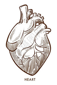 心血管系统脏隔离草图内部器官矢量解剖或生理心跳和脉搏血压流体解剖结构心脏病医药和保健内器官背景图片