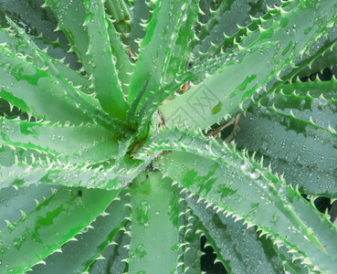 Aloevera一直被广泛发展成一种有机植物种是现代园艺人所喜爱的作为一种推定的药用植物并且是因为它的有趣花朵形态和富饶图片