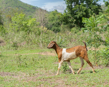 山羊或农场中的绵在泰国Kanchanaburi区吃绿稻和草场享受旅行假期概念图片