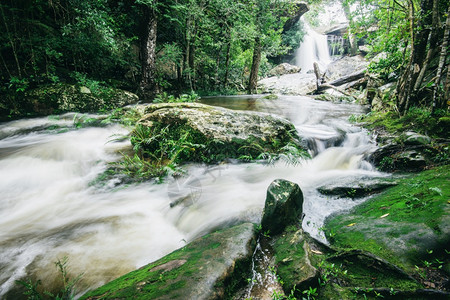 泰国美丽的森林在雨中绿树和植物的细绿树和植物雨林中岩石和树木上有苔山流淌着水图片