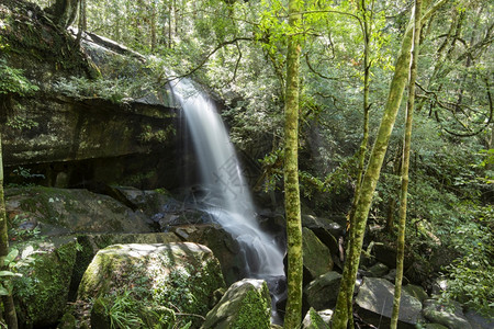 美丽的森林瀑布塔伊兰丛林绿树和植物的自然在雨林里有青树和植物图片