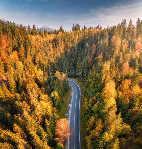 秋天森林和弯曲的道路的空中美景图片