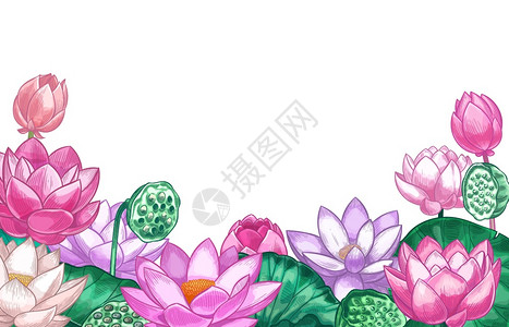 粉红色莲花背景矢量插画图片