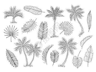 矢量孤立的一套外来树叶有机棕榈植物热带插图红树传统手画矢量插画