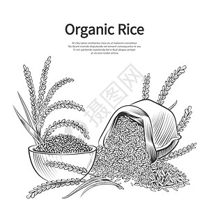 米的背景大袋碗和耳朵矢量图大米收获麻袋碗农业谷物和耳朵矢量图插画