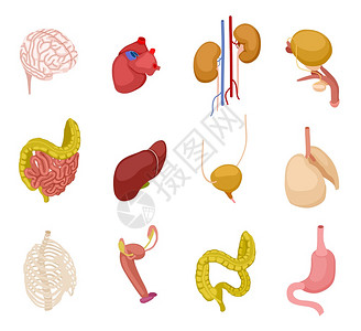 人体器官脑心肾囊肠胃肝肺内部器官解剖矢量3d套人体器官胃和内系统说明脑心肾囊内部器官解剖矢量3d套图片