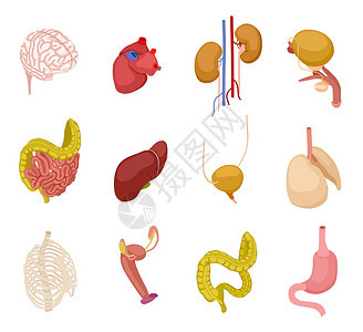 人体器官脑心肾囊肠胃肝肺内部器官解剖矢量3d套人体器官胃和内系统说明脑心肾囊内部器官解剖矢量3d套背景图片