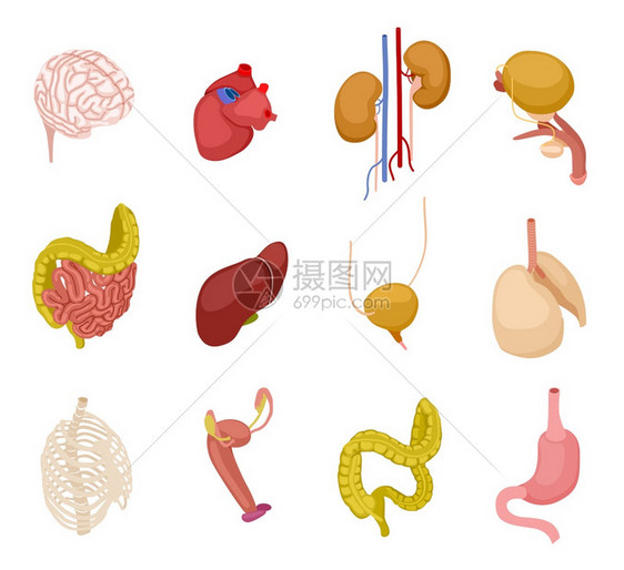 人体器官脑心肾囊肠胃肝肺内部器官解剖矢量3d套人体器官胃和内系统说明脑心肾囊内部器官解剖矢量3d套图片