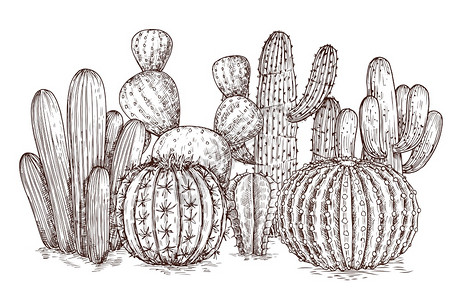 墨西哥仙人掌纹样图片