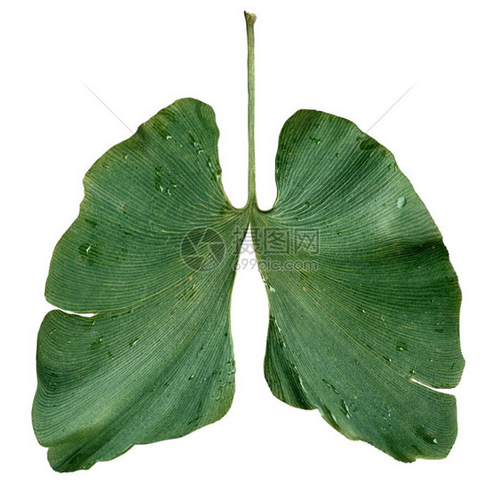 生态肺作为一种环境和林业保护概念或清洁空气符号其白底的呼吸肺形状为基果木叶图片