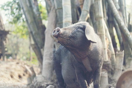 泰国当地农场黑猪图片
