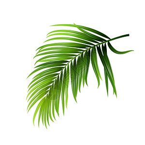 热带棕榈绿叶图片