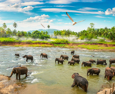 在斯里兰卡丛林河中洗澡的大象群图片