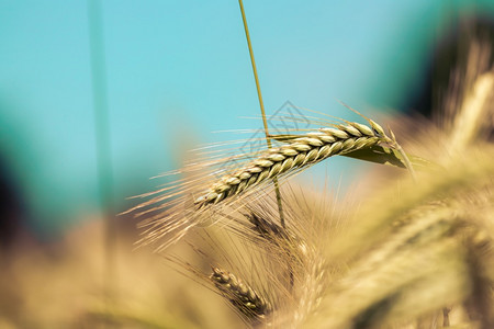 秋天的时候小麦耳朵很近图片