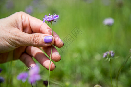 穿紫色指甲的女人手里拿着紫花图片
