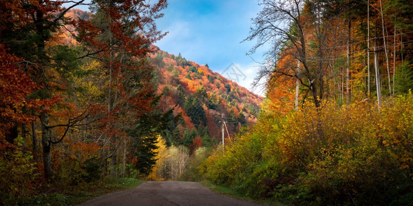 带金和红树叶的秋季喀尔巴阡森林图片