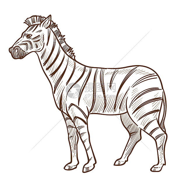 手绘卡通可爱斑马矢量元素