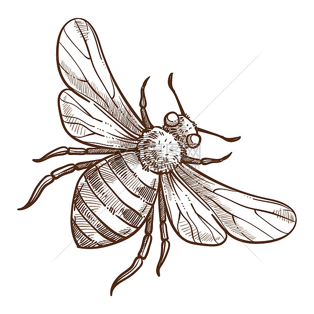 养蜂动物场或动物铅笔绘画手危险的飞行条纹黄蜂和刺