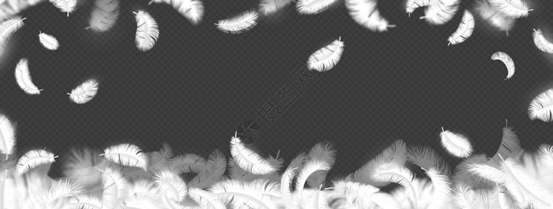 坠落羽毛背景现实的3D飞毛禽羽用于广告横向幅装饰框架海报或传单矢量孤立的母鸡鹅或天的羽毛坠落背景现实的3D飞毛鸟羽用于广告横向幅图片