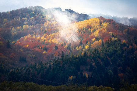 秋天的喀尔巴阡森林背景有金树和红叶阳光明媚的和雾图片