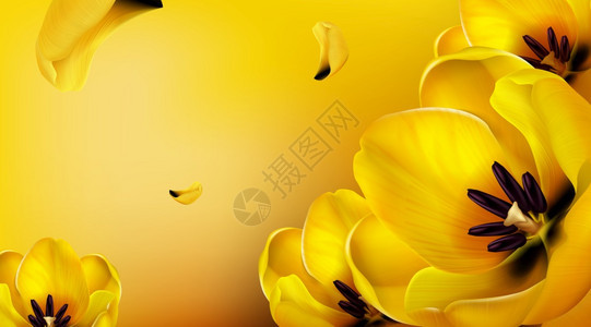 黄色郁金花飞和复制文本空间的背景春季海报或贺卡的矢量模板配有现实的花束黄色的植物壁纸摘要黄色郁金花的矢量背景图片