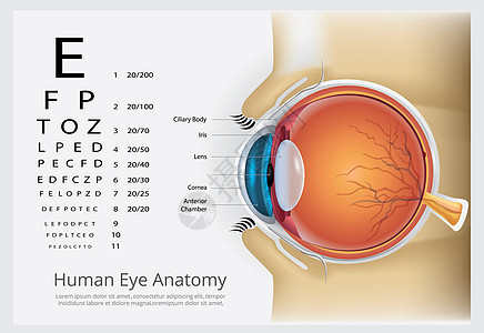 眼睛结构人类眼部解剖矢量说明插画