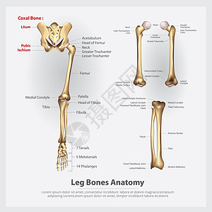 脊柱模型人类腿部解剖矢量说明插画