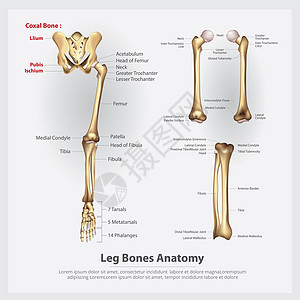 人类腿部解剖矢量说明图片