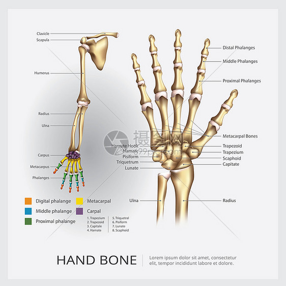 人臂和手制骨矢量插图图片