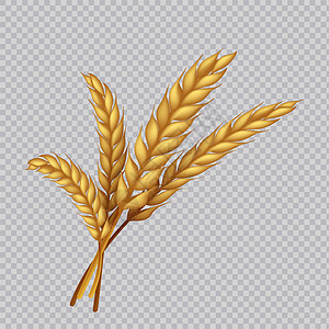 包装模板广告型病媒收获大麦或黑的现实金耳朵面包和粉的装模板面插画