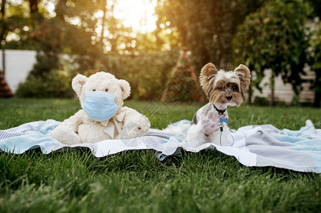 小狗和戴保护面具的泰迪熊坐在花园的毯子上图片