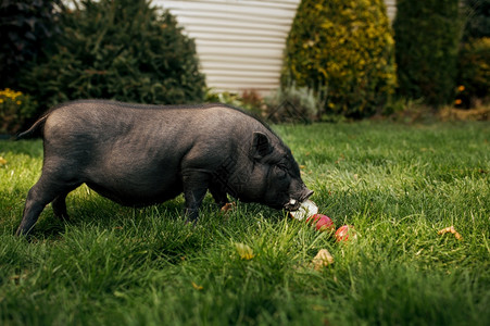 小黑猪在花园的草地上吃苹果高清图片