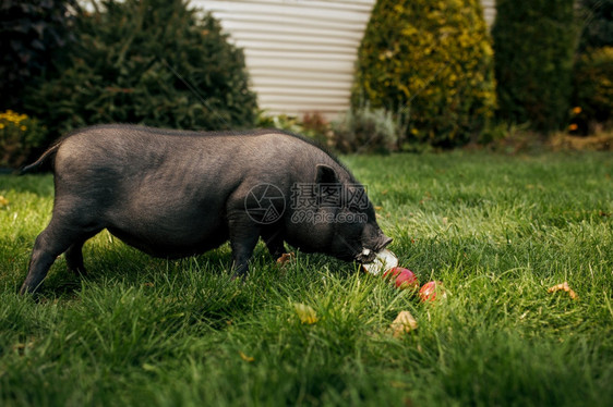 小黑猪在花园的草地上吃苹果图片