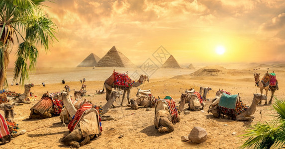 骆驼位于埃及的废墟金字塔附近图片