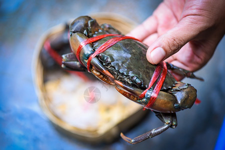 海食蟹手在市场上新鲜生螃蟹在餐厅里新鲜生螃蟹在海洋美食图片