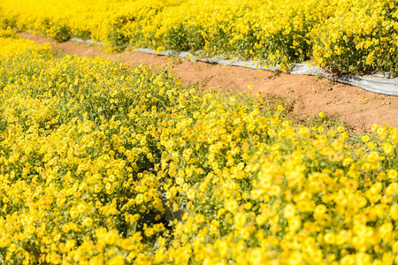 花园ChrysanthemummorifoliumRamat的黄色花田和的菊图片