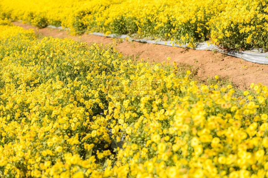 花园ChrysanthemummorifoliumRamat的黄色花田和的菊图片