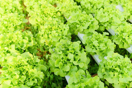 种植在花园水养农场的植物生盐菜沙拉有机食品用于健康含绿橡树的自来水管上温室蔬菜图片