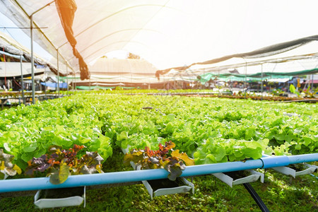 种植在花园水养农场的生素用于健康食品的生菜沙拉有机食品含绿橡树和红的自来水管上温室蔬菜图片