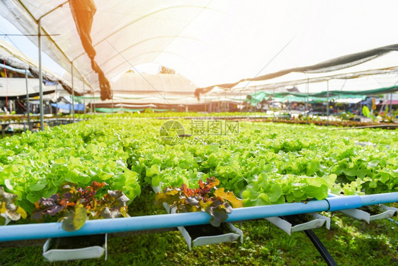 种植在花园水养农场的生素用于健康食品的生菜沙拉有机食品含绿橡树和红的自来水管上温室蔬菜图片