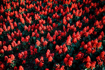花园中的Salvia花朵美丽的开红SalviaSalvia斯普伦登图片