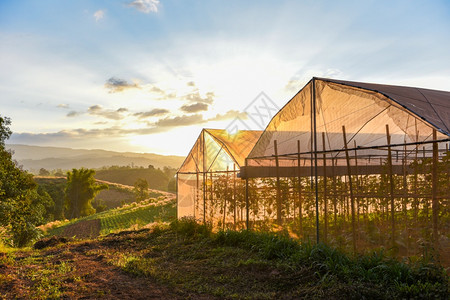 温室植物和水果种农产品屋顶农村日落图片
