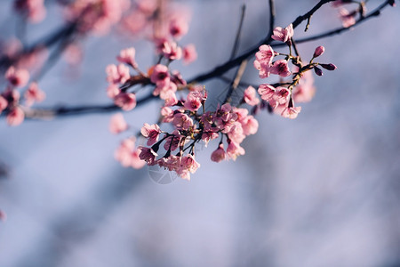 花园里的桃花树盛开图片