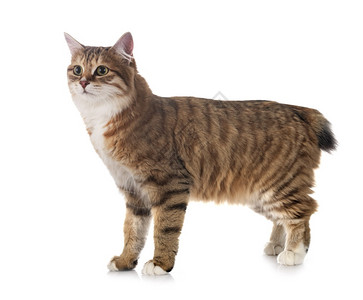 年轻的kurilianbobtail在白色背景面前图片素材