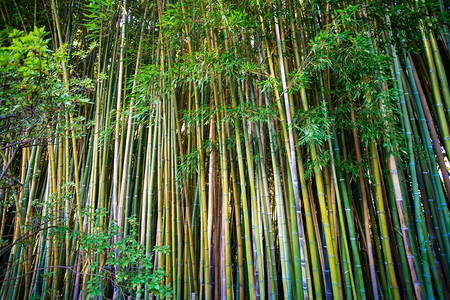 热带雨林竹树的景观高清图片
